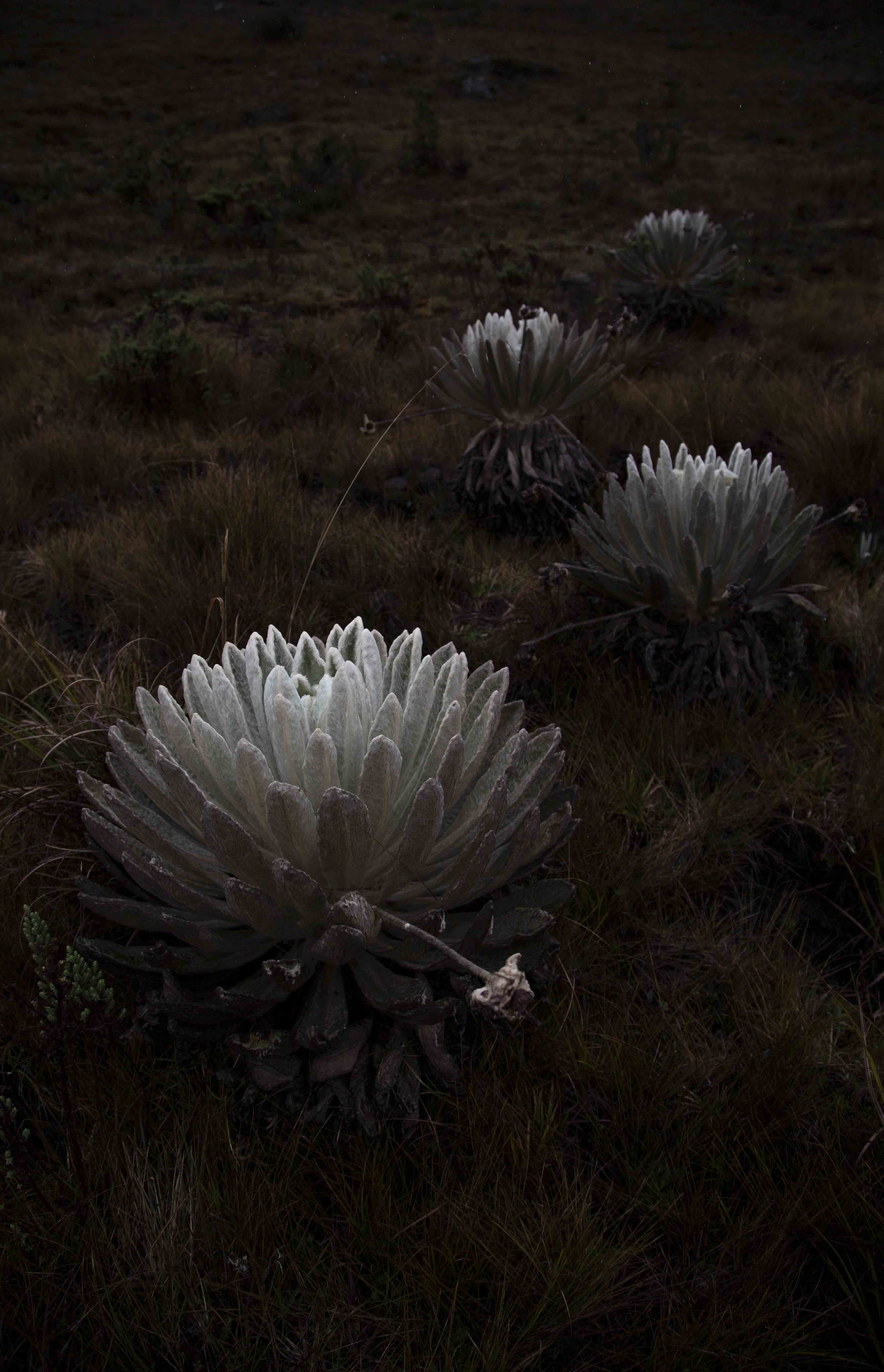 Paisaje de Acontecimientos — Yosman Botero, arte contemporáneo colombiano