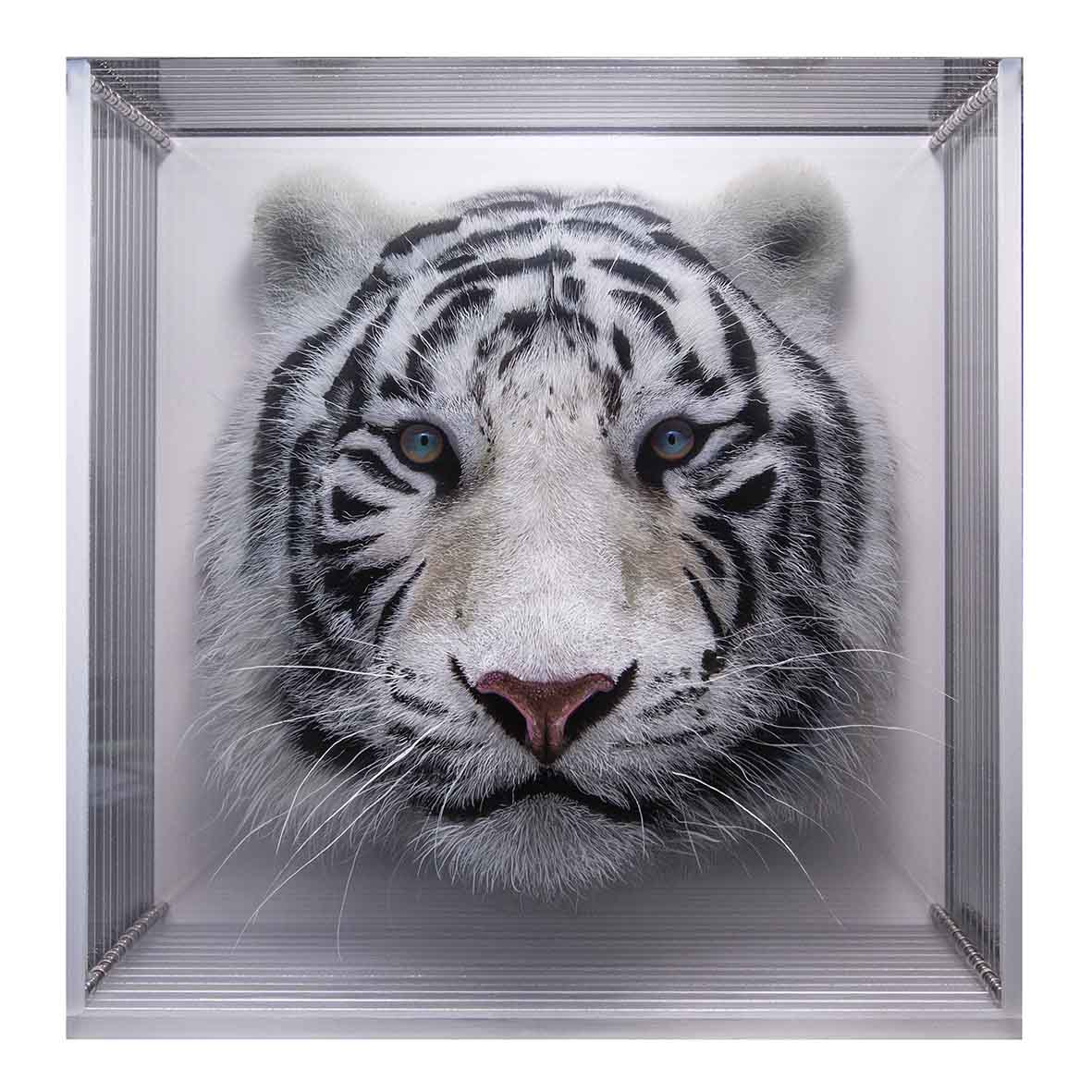 Taxonomy — Yosman Botero, arte contemporáneo colombiano