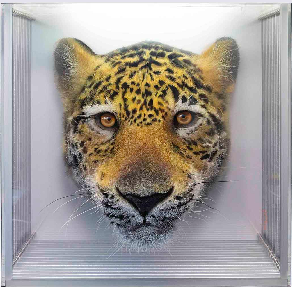 Taxonomy — Yosman Botero, arte contemporáneo colombiano