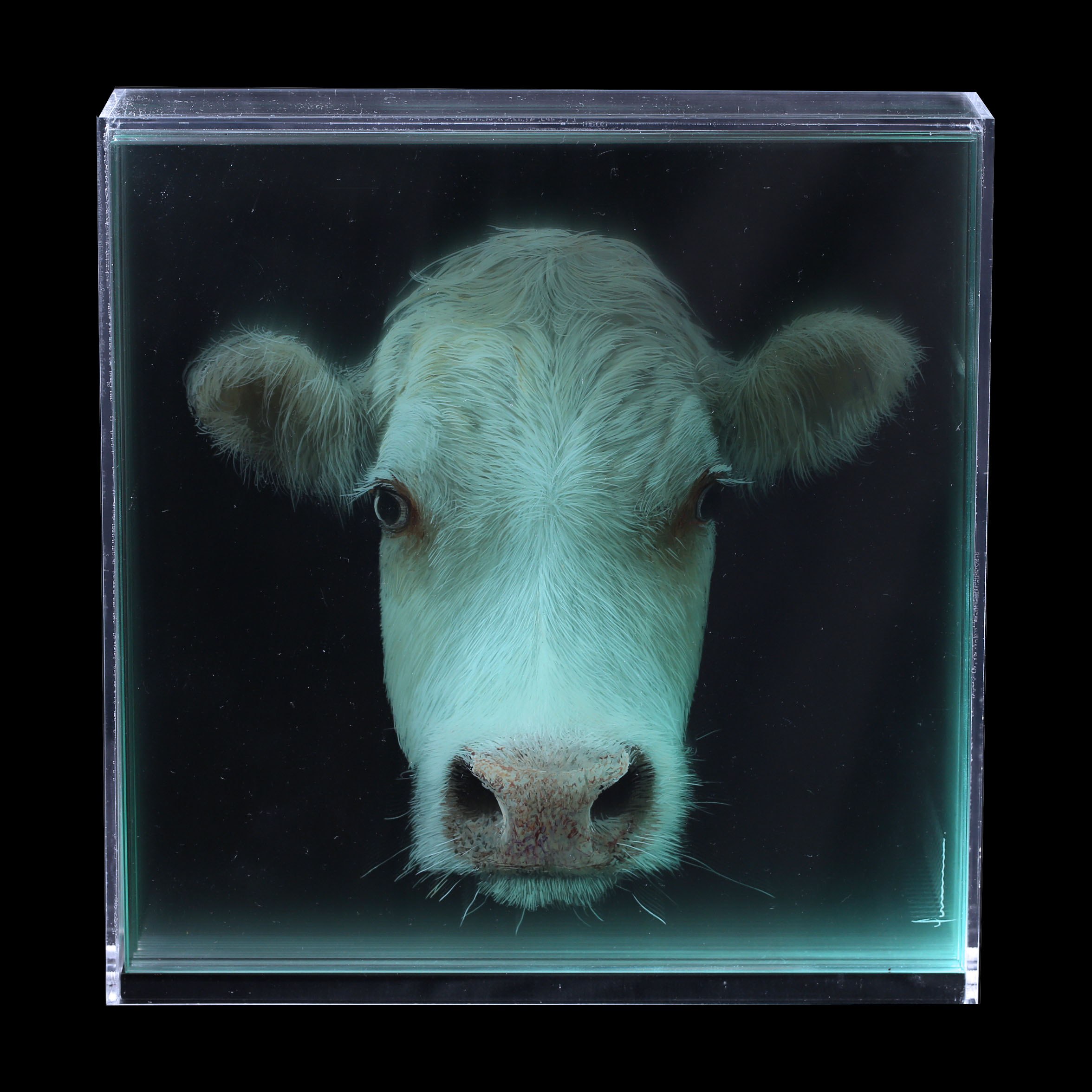 Taxonomy — Yosman Botero, arte contemporáneo colombiano