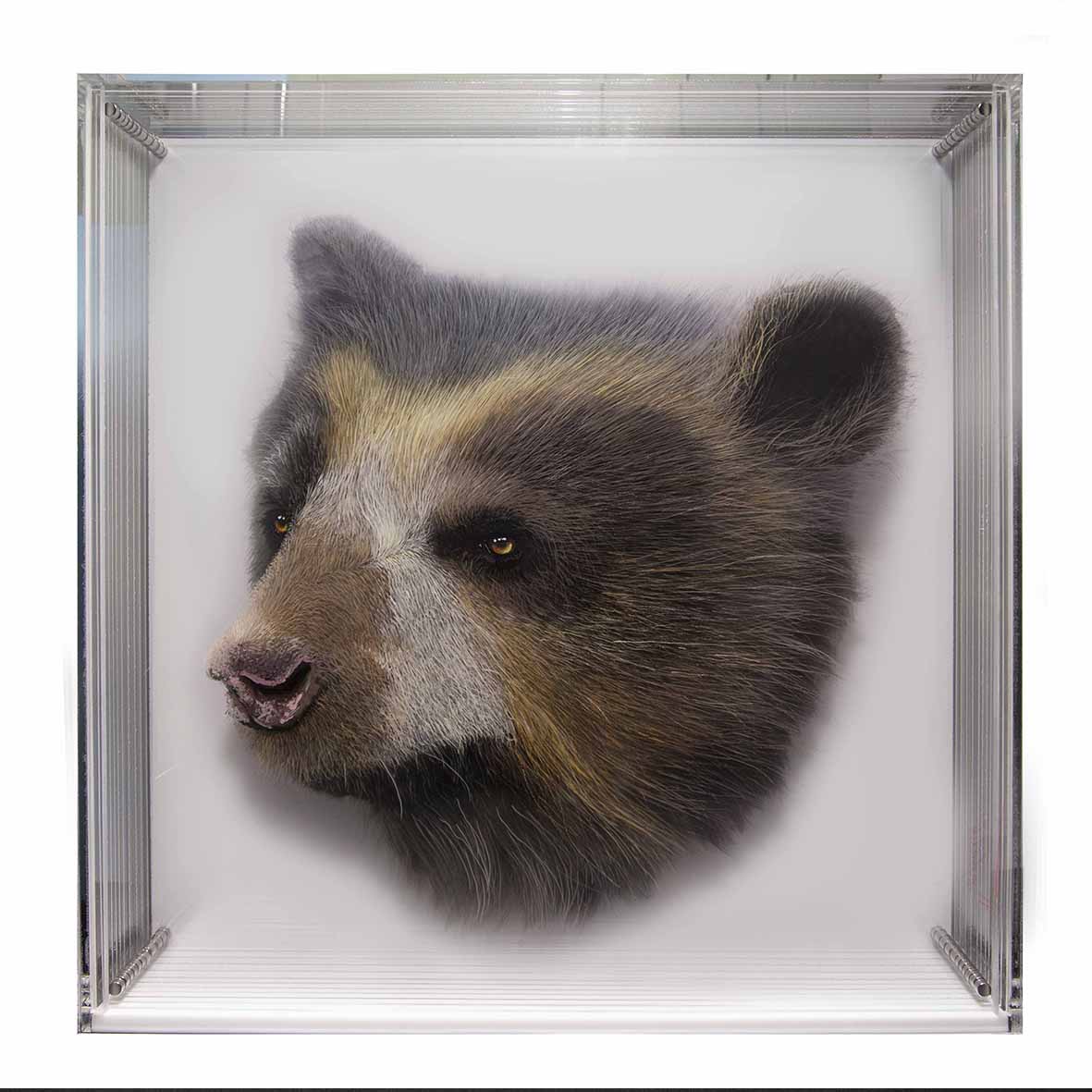 Taxonomy — Yosman Botero, arte contemporáneo colombiano